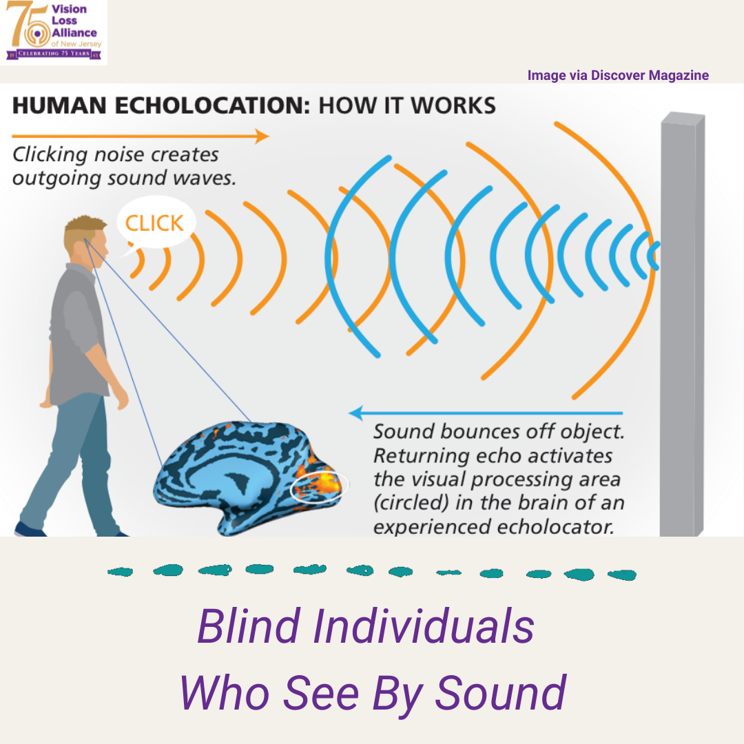 sound travel echolocation